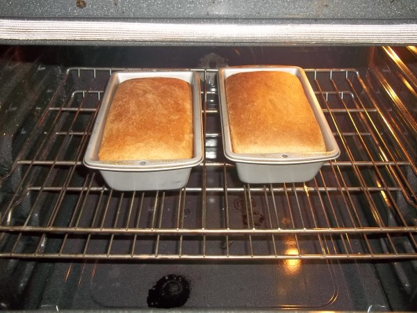 6 Ingredient DIY Whole Wheat Bread