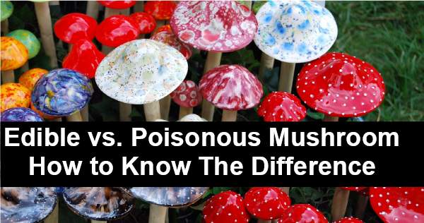 Edible vs Poisonous Mushrooms – What Is The Difference?