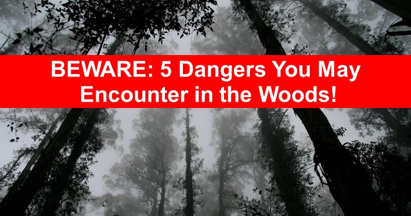 Beware: 5 Dangers You May Encounter in the Woods (and what to do about it)