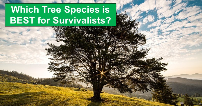 7 Common Trees Ranked for Survival Purposes