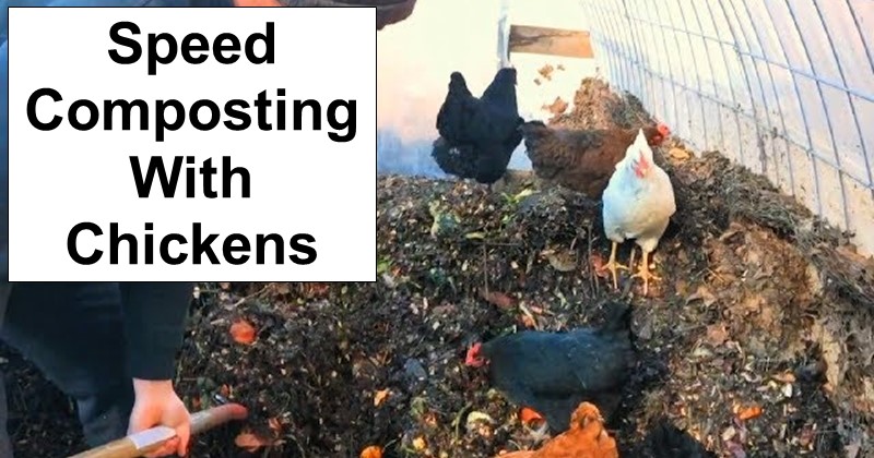 Speed Composting With Chickens