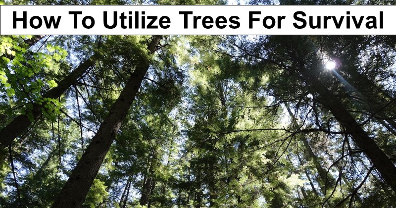 Helpful Trees How-to-use-trees-for-survival