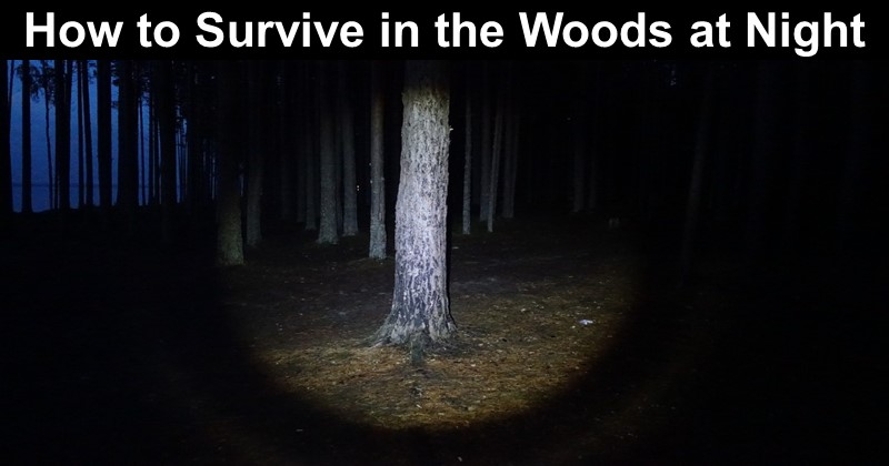 How to Survive in the Woods at Night