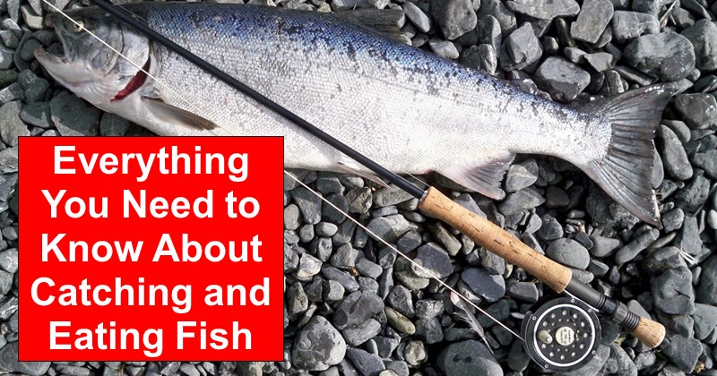 Everything You Need to Know About Catching and Eating Fish