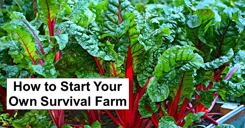 How to Start Your Own Survival Farm