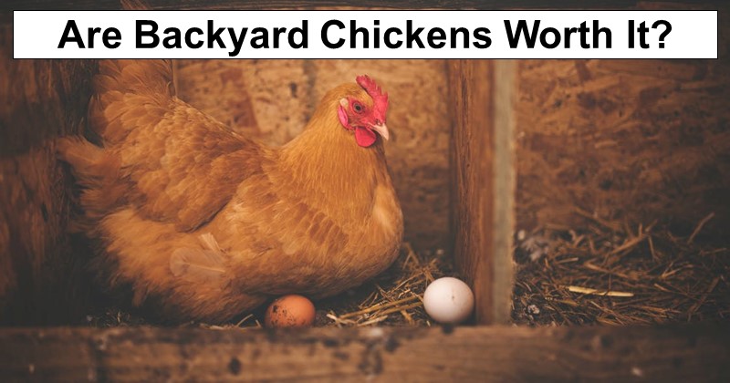 Are Backyard Chickens Worth It?