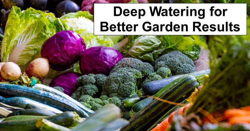 Deep Watering for Better Garden Results