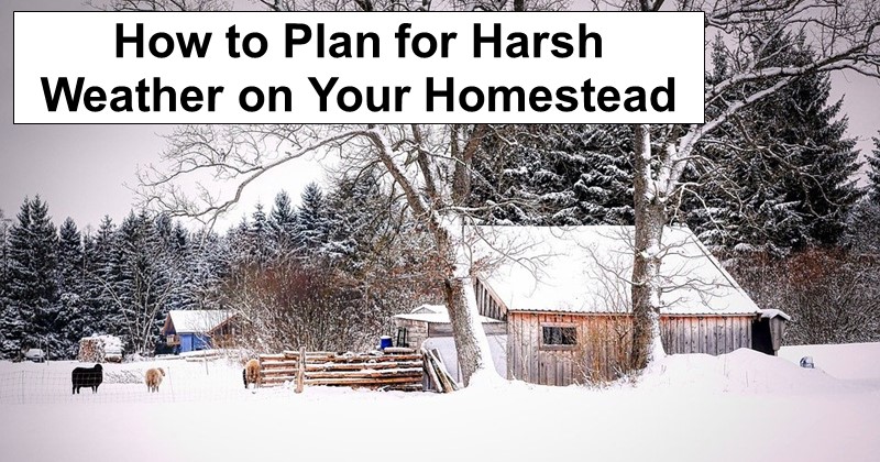 How to Plan for Harsh Weather on Your Homestead