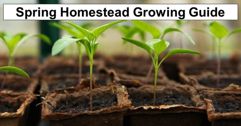 Guide to Growing On Your Homestead In The Spring – reThinkSurvival.com