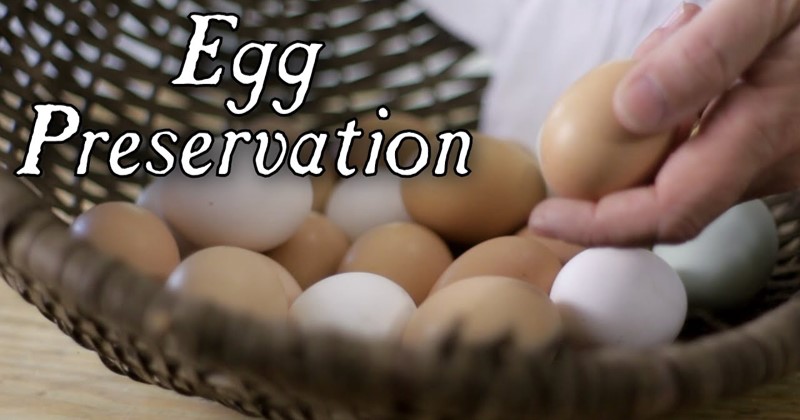6 Egg Preservation Techniques