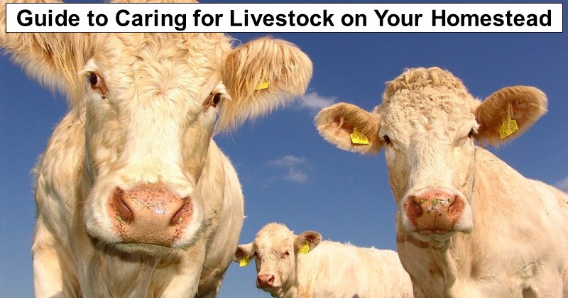 Guide to Caring for Livestock on Your Homestead