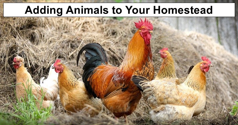 What to Know About Adding Animals to Your Homestead – 
