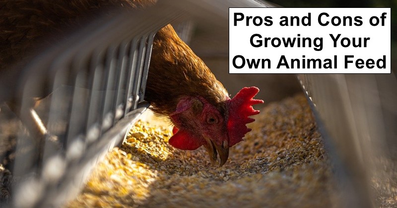 Pros and Cons of Growing Your Own Animal Feed