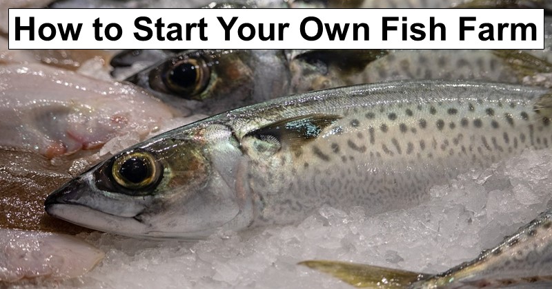 How to Start Your Own Fish Farm