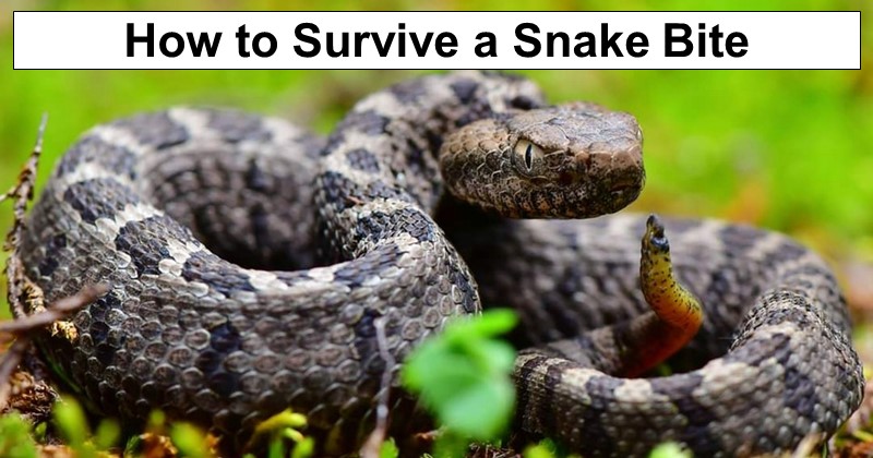 Surviving a Venomous Bite in the Wild: 6 Strategies