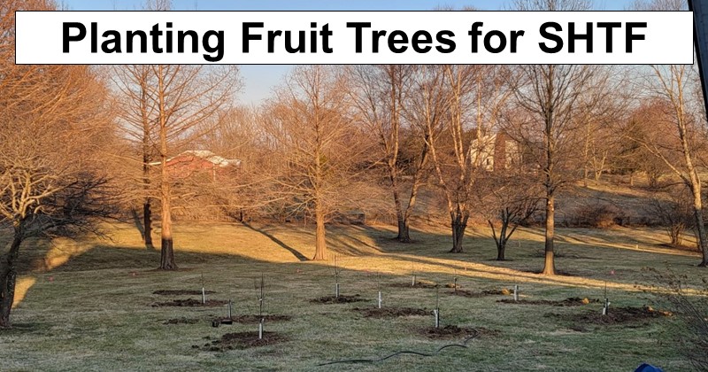 We Planted Fruit Trees This Week