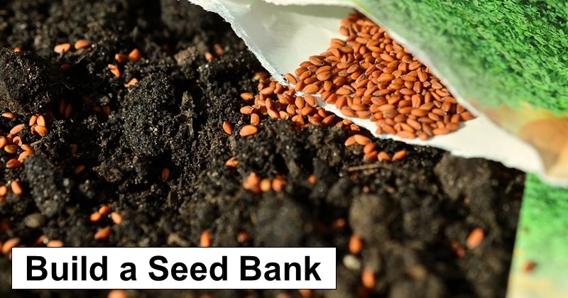 Food Storage Won’t be Enough: Build a Seed Bank