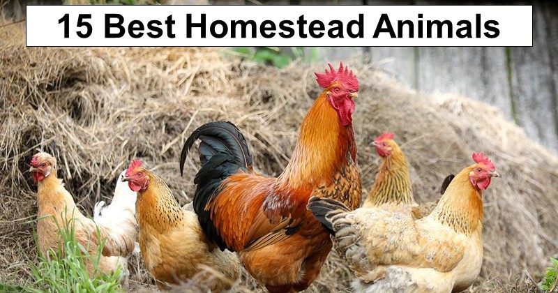 15 Best Animals to Breed for Your Homestead – 