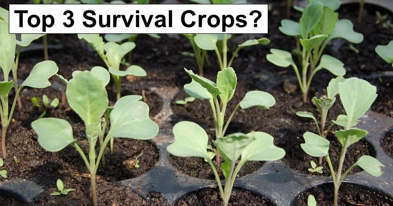 Top 3 Survival Crops