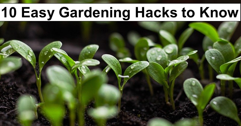 10 Easy Gardening Hacks to Know