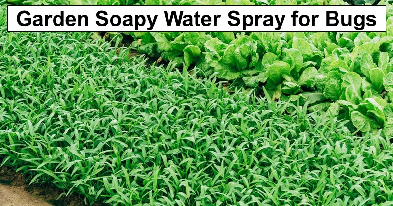 Garden Soapy Water Spray for Bugs