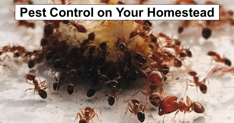 Do’s and Don’ts of Pest Control on Your Homestead