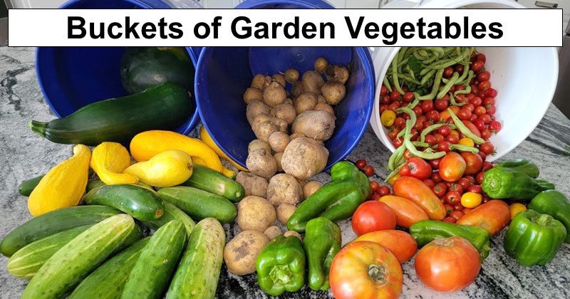 Buckets of Garden Vegetables