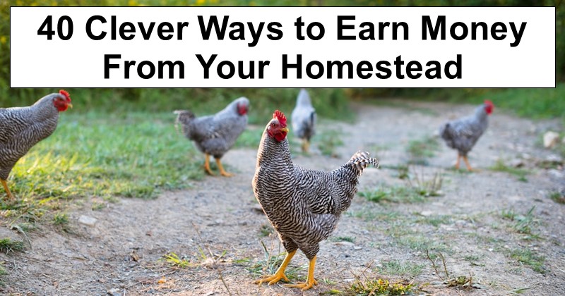 40 Clever Ways to Earn Money From Your Homestead