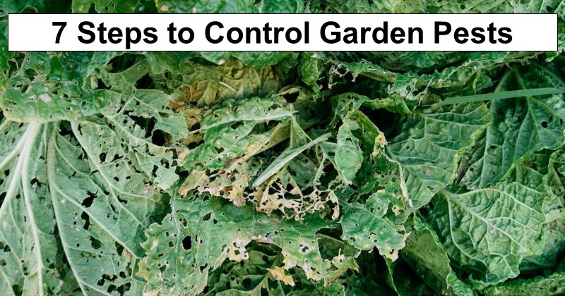 7 Steps to Control Garden Pests on Your Homestead