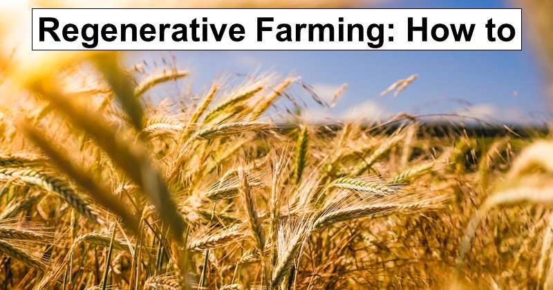 How to Start a Small Farm With Regenerative Agriculture
