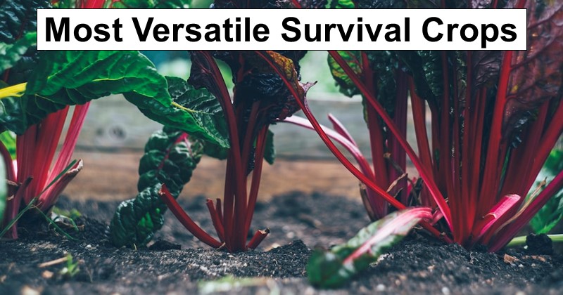 The 14 Most Versatile Survival Crops to Grow