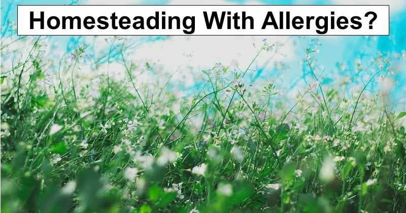 Homesteading With Allergies: 10 Solutions