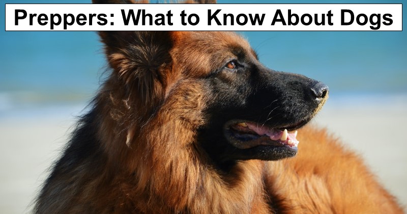 What Survivalists Should Know Before Adopting a Dog