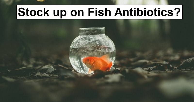 Fish Antibiotics Illegal June 1?