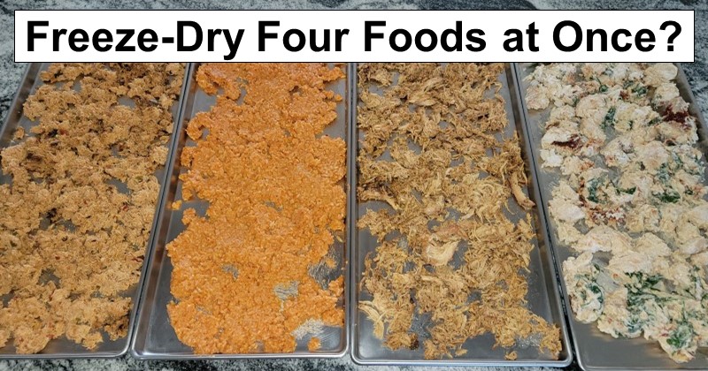 What Happens if You Freeze Dry Four Different Foods at Once?