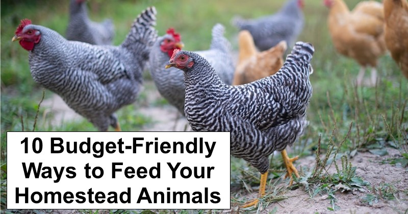 10 Most Affordable Ways to Feed a Healthy Diet to Your Homestead Animals