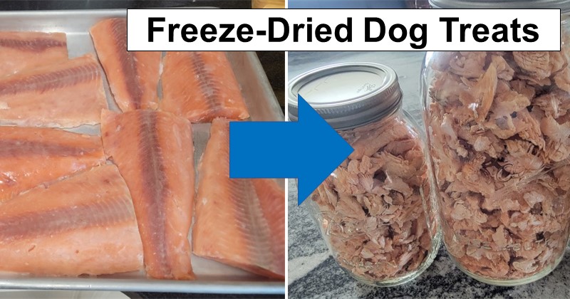 Freeze-Dried Dog Treats (Pink Salmon)