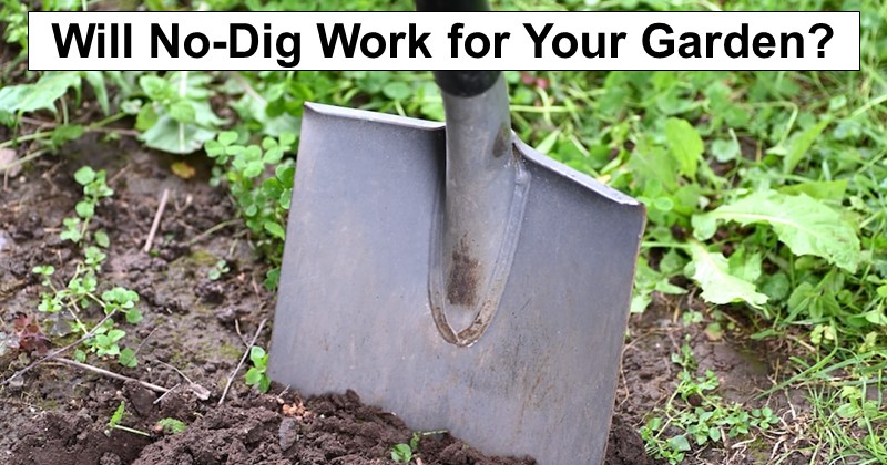 Will No-Dig Work for Your Garden?
