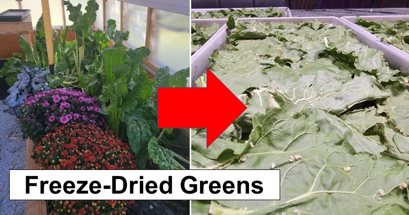 Freeze-Dried Greens