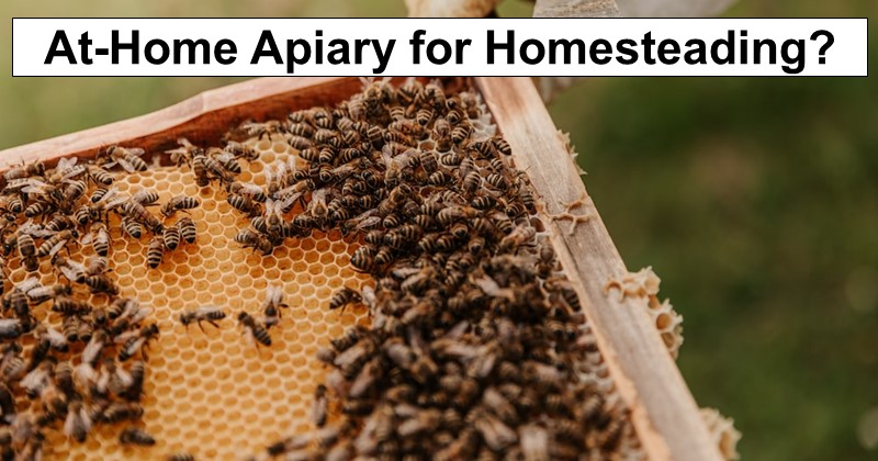 Should You Choose an At-Home Apiary?