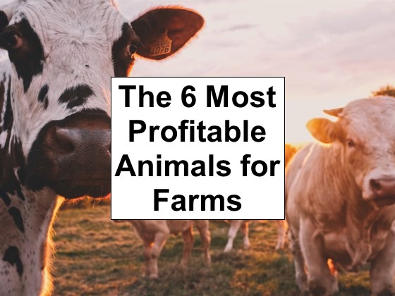 The 6 Most Profitable Animals for Small Farms