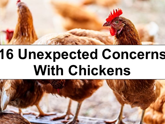 16 Unexpected Concerns When Raising Chickens