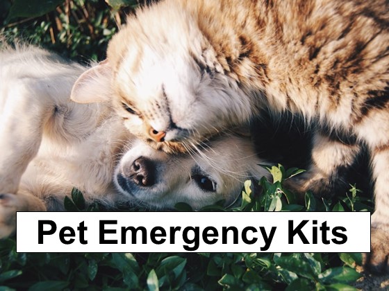 Pet Emergency Kit Considerations