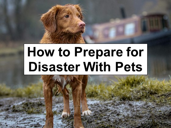 Preparing Pets for Disasters: A Comprehensive Guide