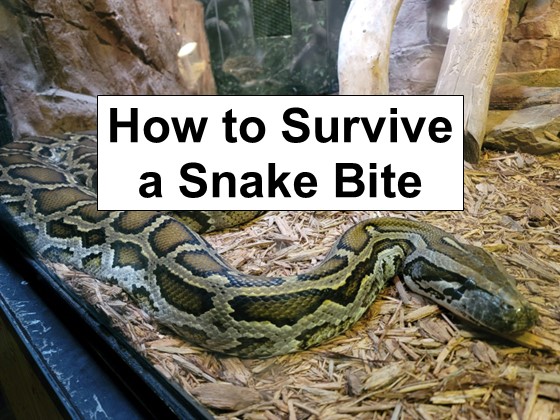 How to Survive a Snake Bite: What You Need to Know