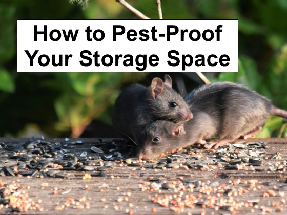 Building the Ultimate Pest-Proof Storage Space