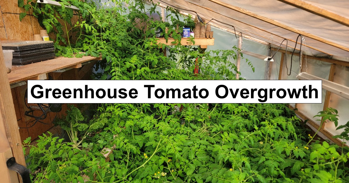 Greenhouse Tomato Overgrowth