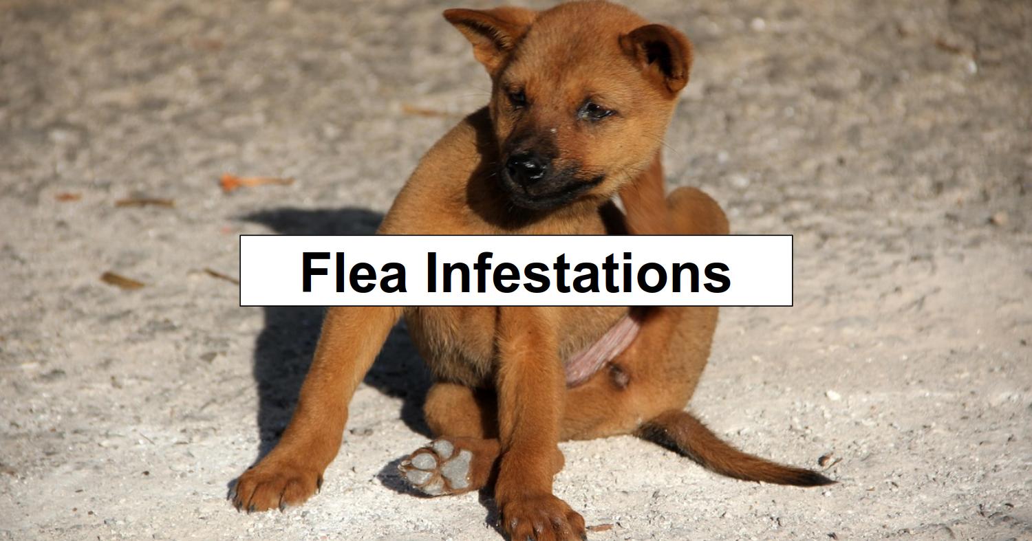 Flea Infestations